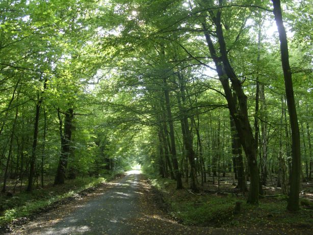 Riddagshausen nature reserve in Braunschweig, Germany