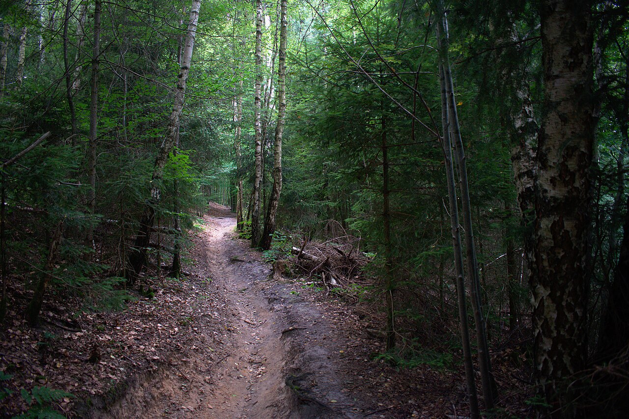 Ein Waldweg im Landschaftsschutzgebiet L 6