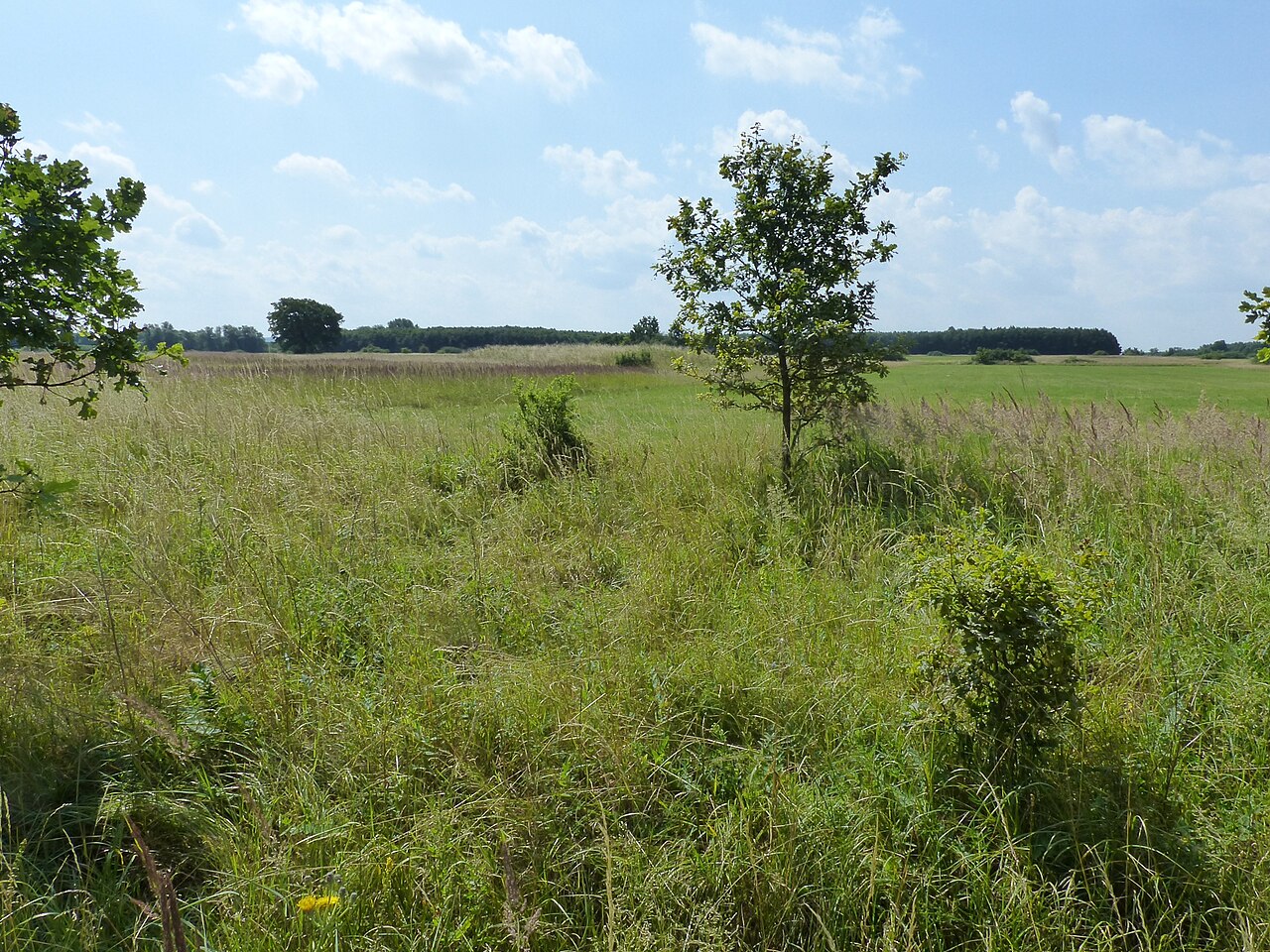 Schandelaher Wohld Blick nach Süden vom Lehrer Wald