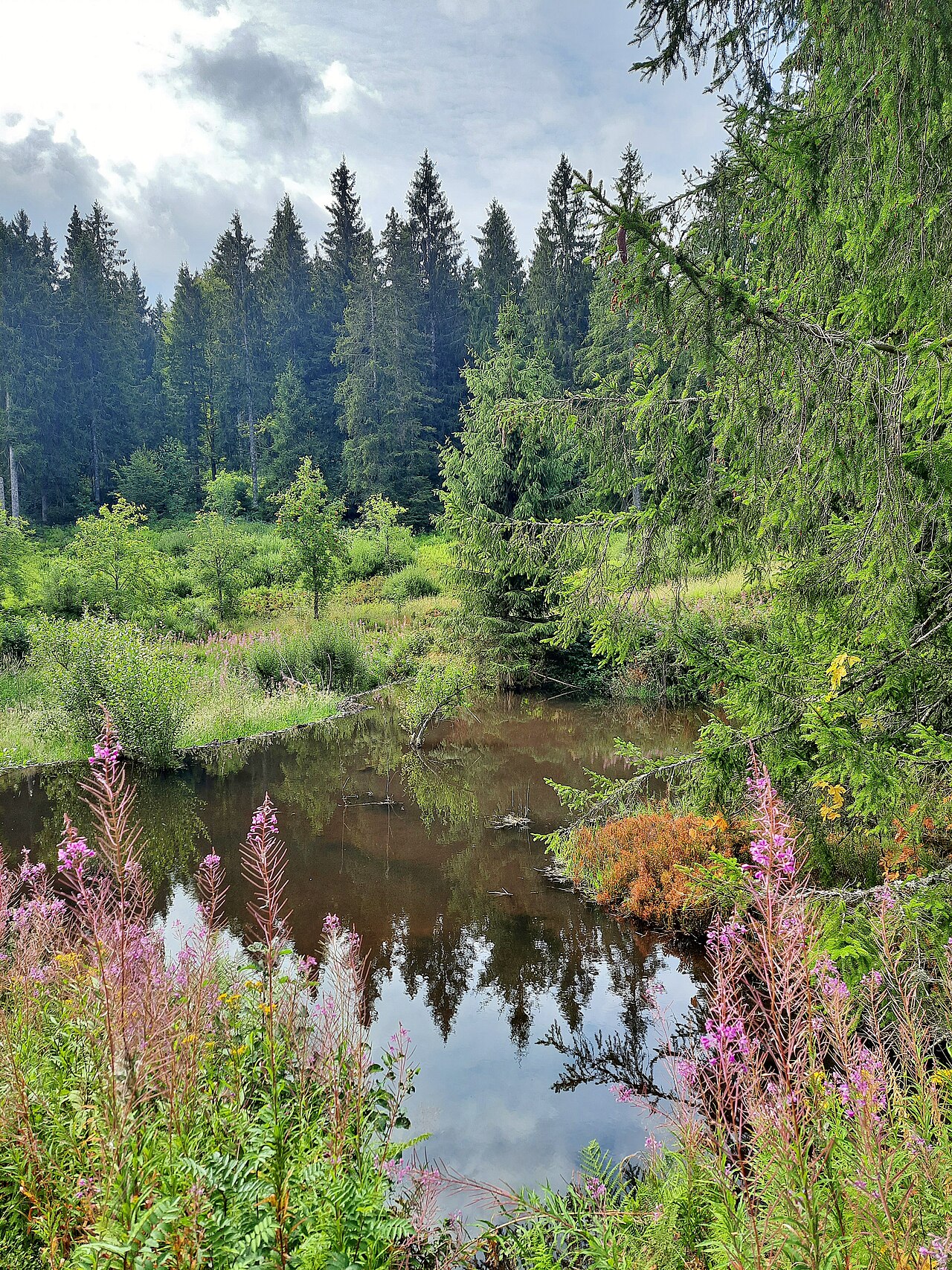 Naturschutzgebiet Langenbach-Trubelsbach in Todtnau-Muggenbrunn - hier das Langenbachtal