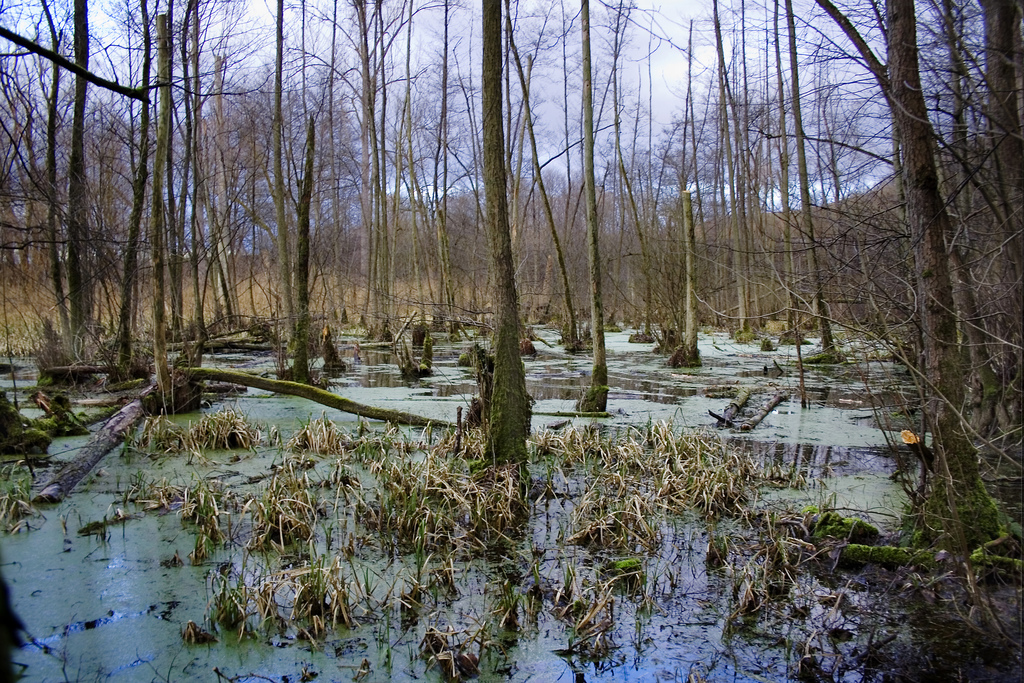 Die ehemalige Neckarschlinge (heute vom Neckar abgetrennt) in de:Lauffen am Neckar