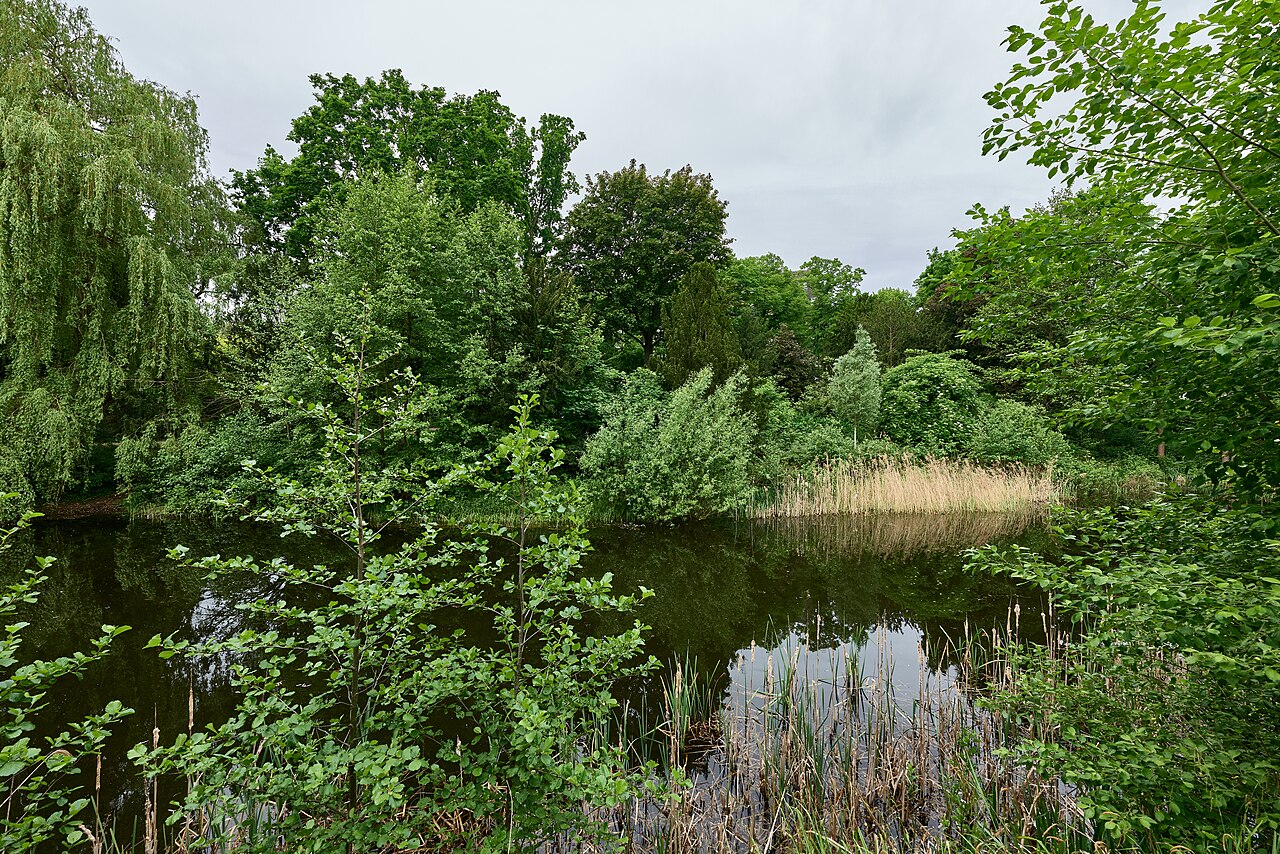 Wilhelmsteich pond and natural monument in the Lehnepark in Berlin-Tempelhof