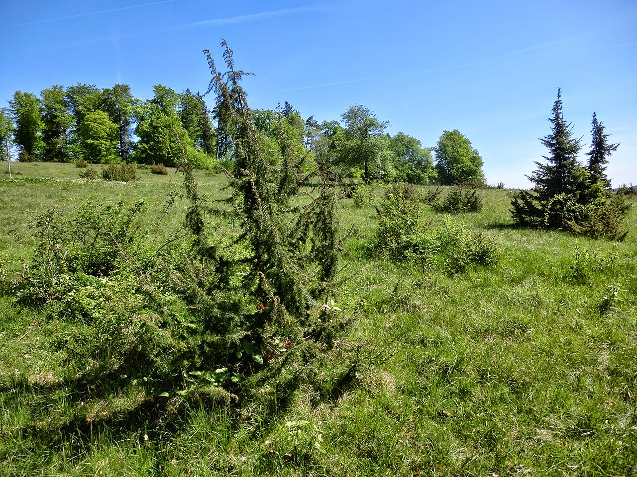 Deutschland (D) - Baden-Württemberg (BW) - Zollernalbkreis (BL) - Albstadt: im Naturschutzgebiet "Leimen"