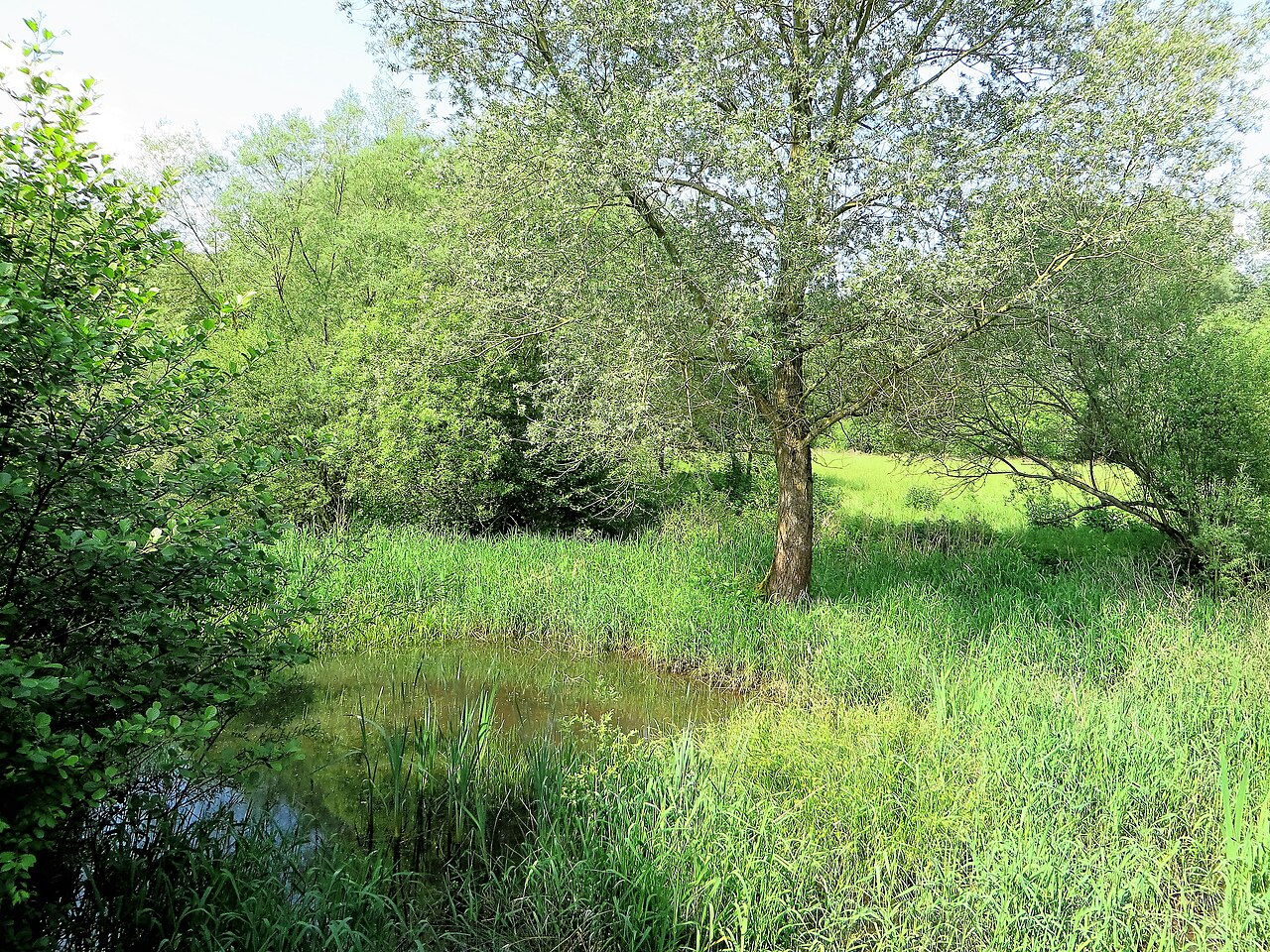 Naturschutzgebiet „Lenneaue Berchum“ (HA-012) in Hagen -Berchum