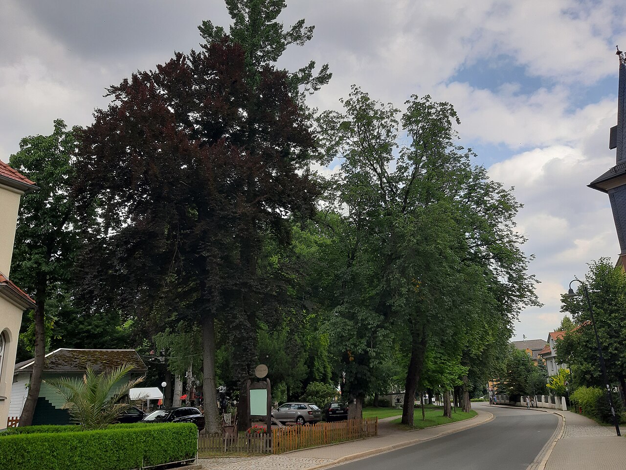 Naturdenkmal Baumbestand Lessingpark Ilmenau