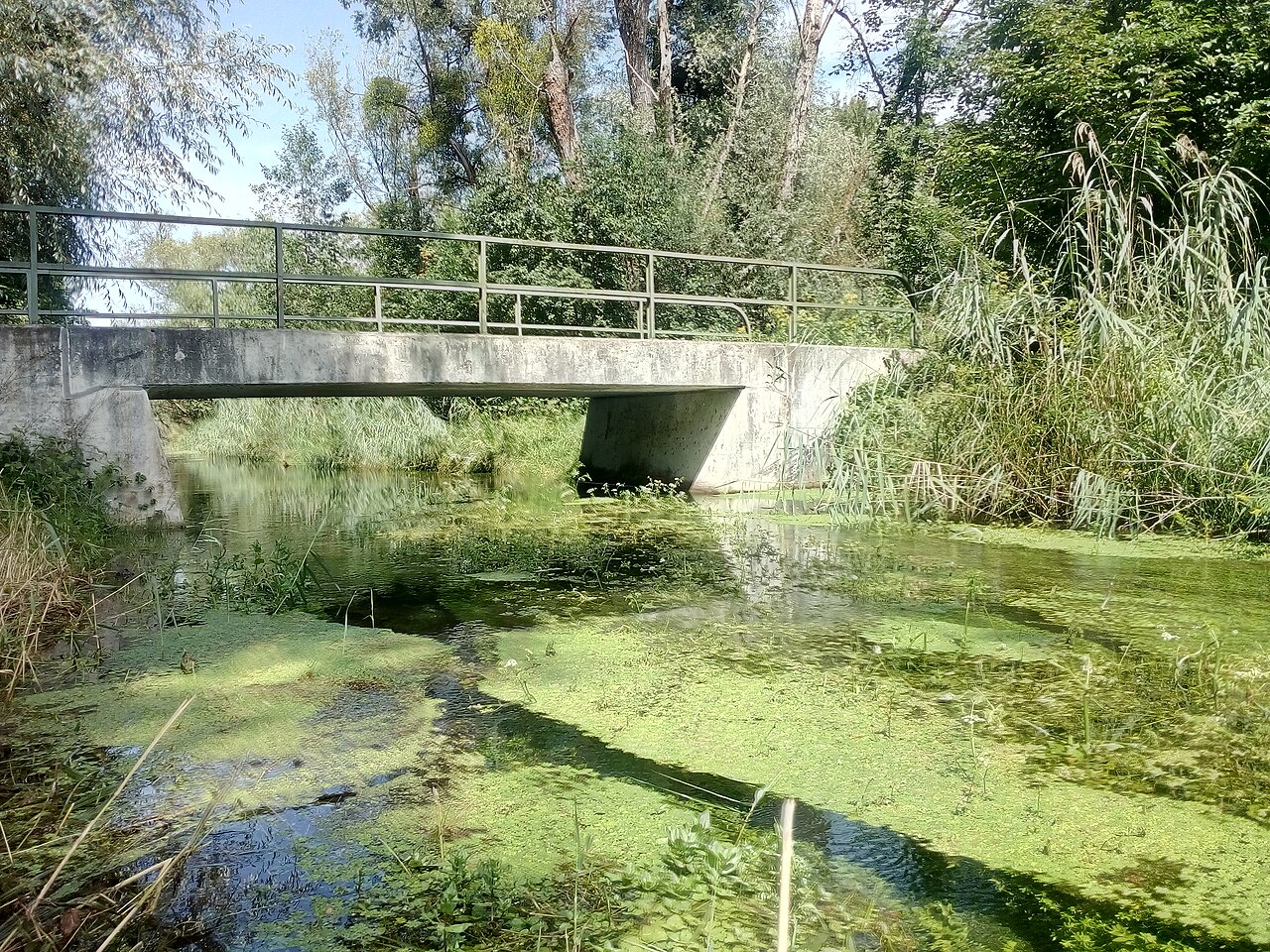 Foto von Lichtenauer Rheinniederung