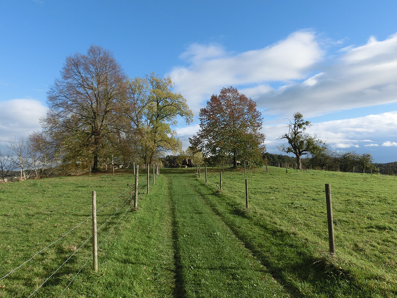 Foto von Lindenbuckel