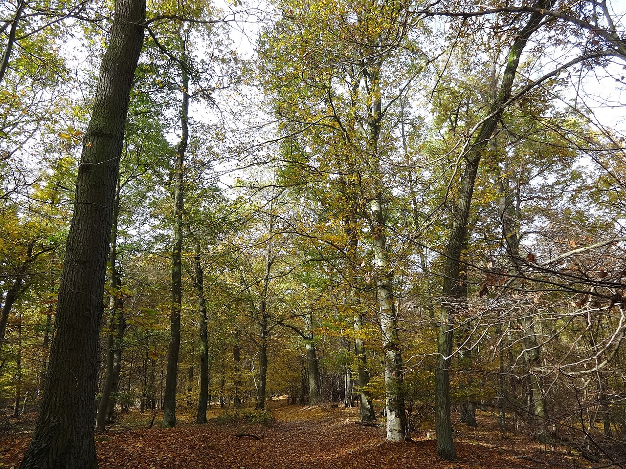 Das Lindholz ist ein 112 ha großes Naturschutzgebiet in Paulinenaue im Landkreis Havelland