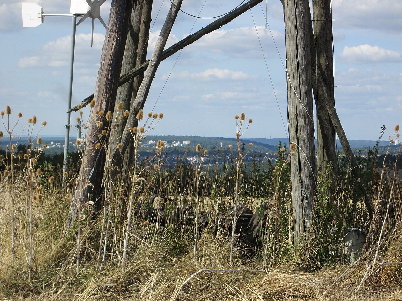 Wilde Karde ( Dipsacus fullonum ) am Ransbacher Berg bei Bliesransbach