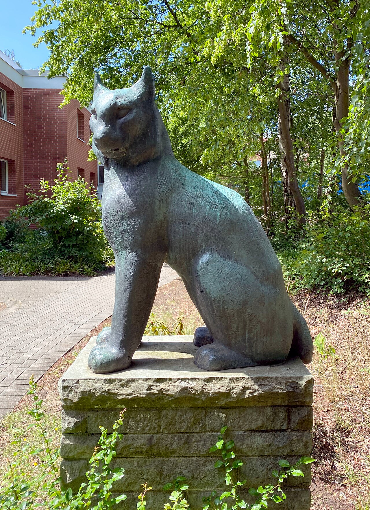 Foto von Luchs