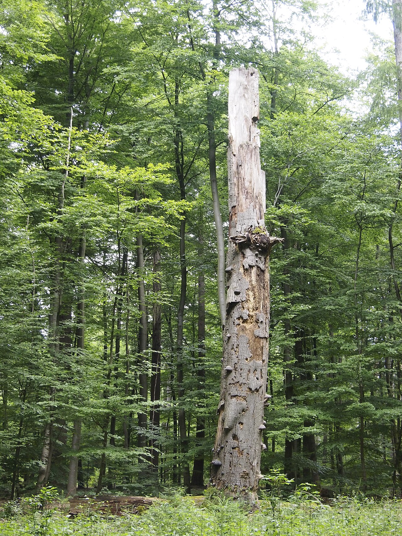 Abgestorbene Rotbuche im Naturschutzgebiet Lünsholz bei Unterlüß, Gemeinde Südheide, Landkreis Celle