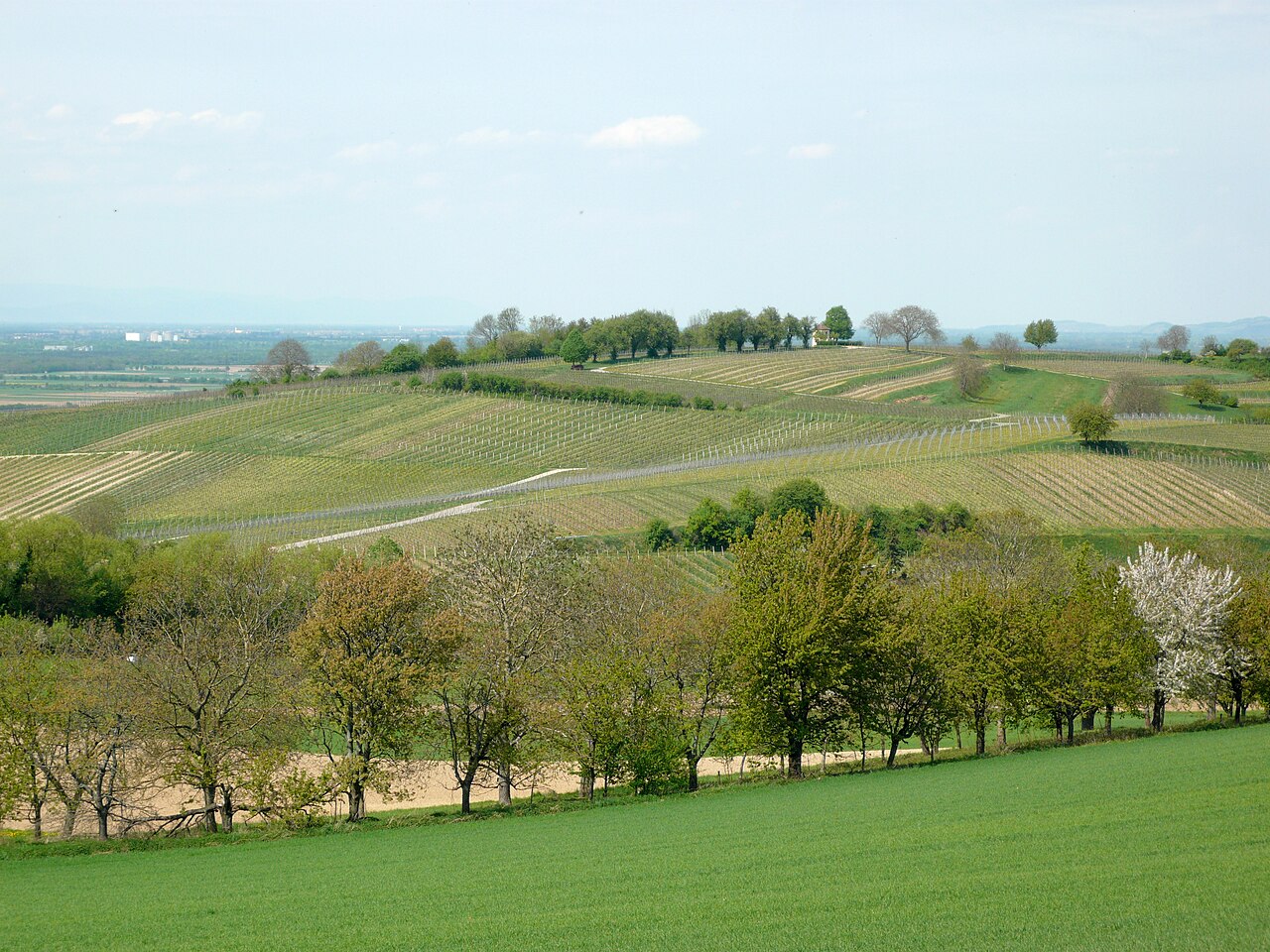 The hill "Luginsland" near Muellheim
