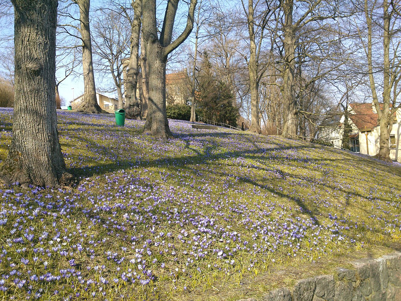 Krokusblüte im April 2013 im Lutherpark