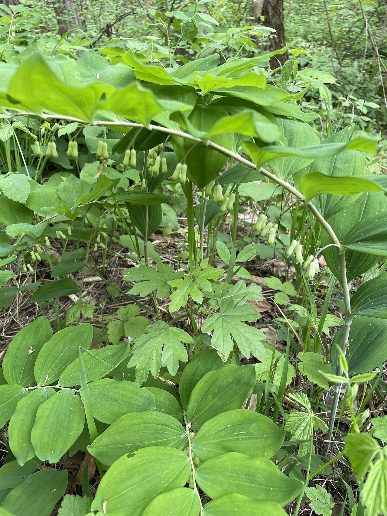 Polygonatum multiflorum inflorescence