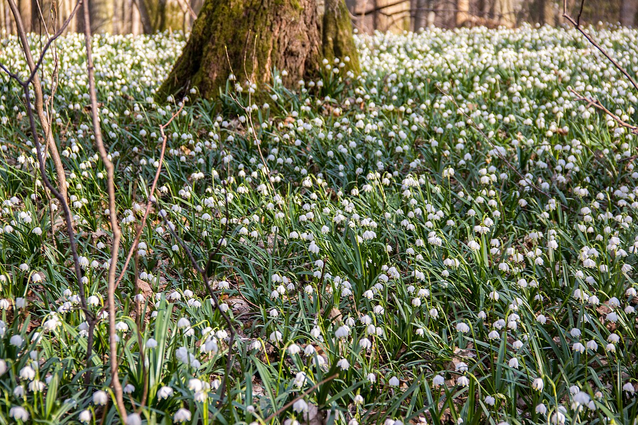 Märzenbecherwald, Naturschutzgebiet, Ettenstatt