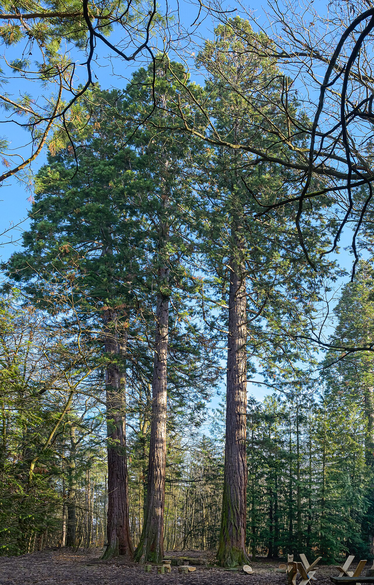 Foto von Mammutbäume