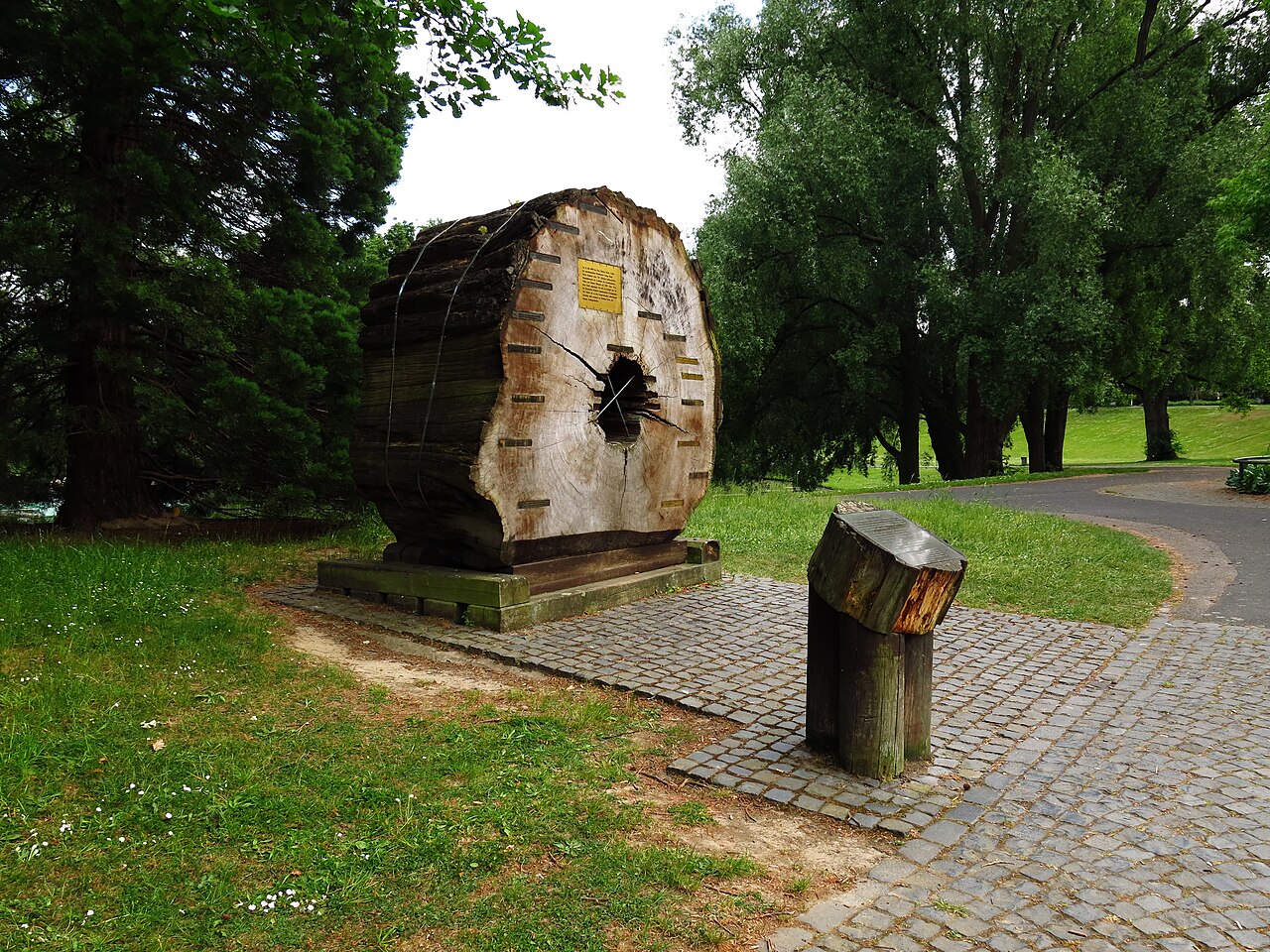 Segment eines Mammutbaums im Bonner Freizeitpark Rheinaue