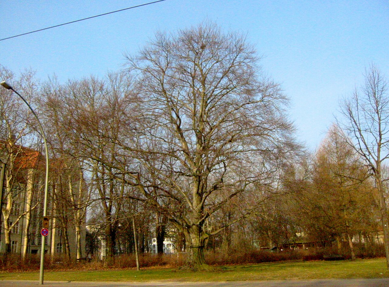 Maria-Jankowski-Park mit einer dominierenden Blutbuche in Berlin-Köpenick