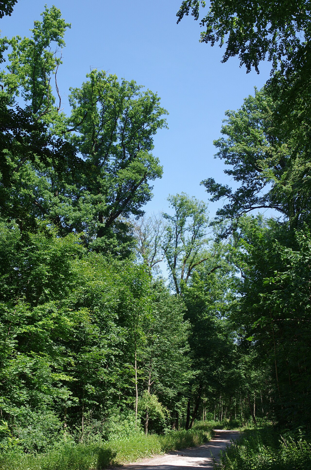 Naturschutzgebiet Markbach und Jagdhäuser Wald, zwischen Dargonerdenkmal und Jagdhaus