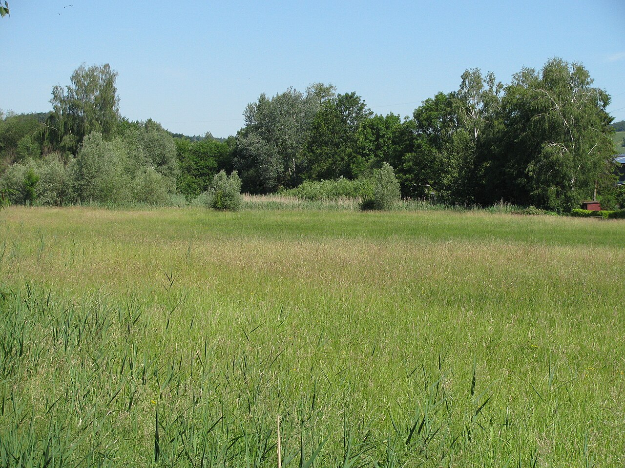 Germany - Baden-Württemberg - Bodenseekreis - Markdorf: nature reserve "Markdorfer Eisweiher"