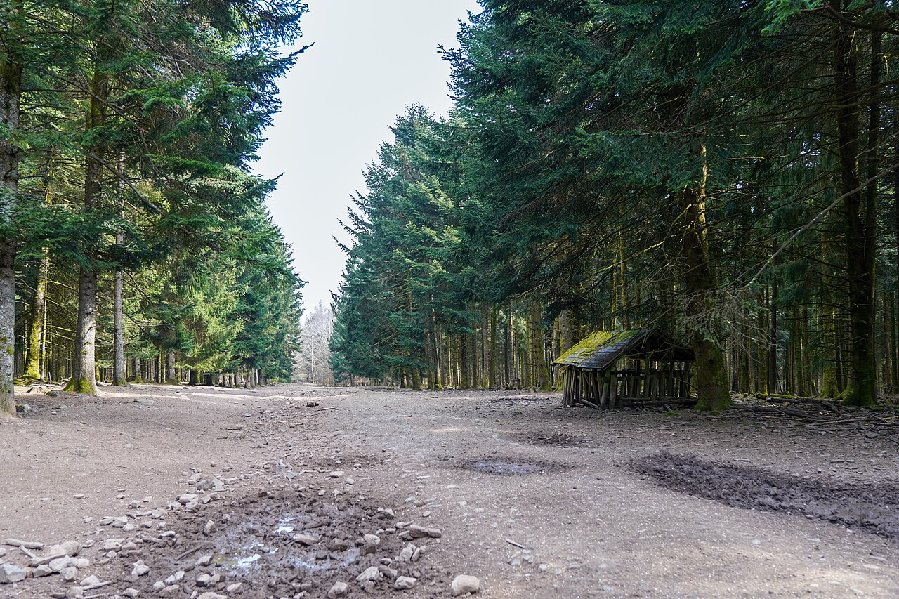 Markgrafenwald Gipfelplateau