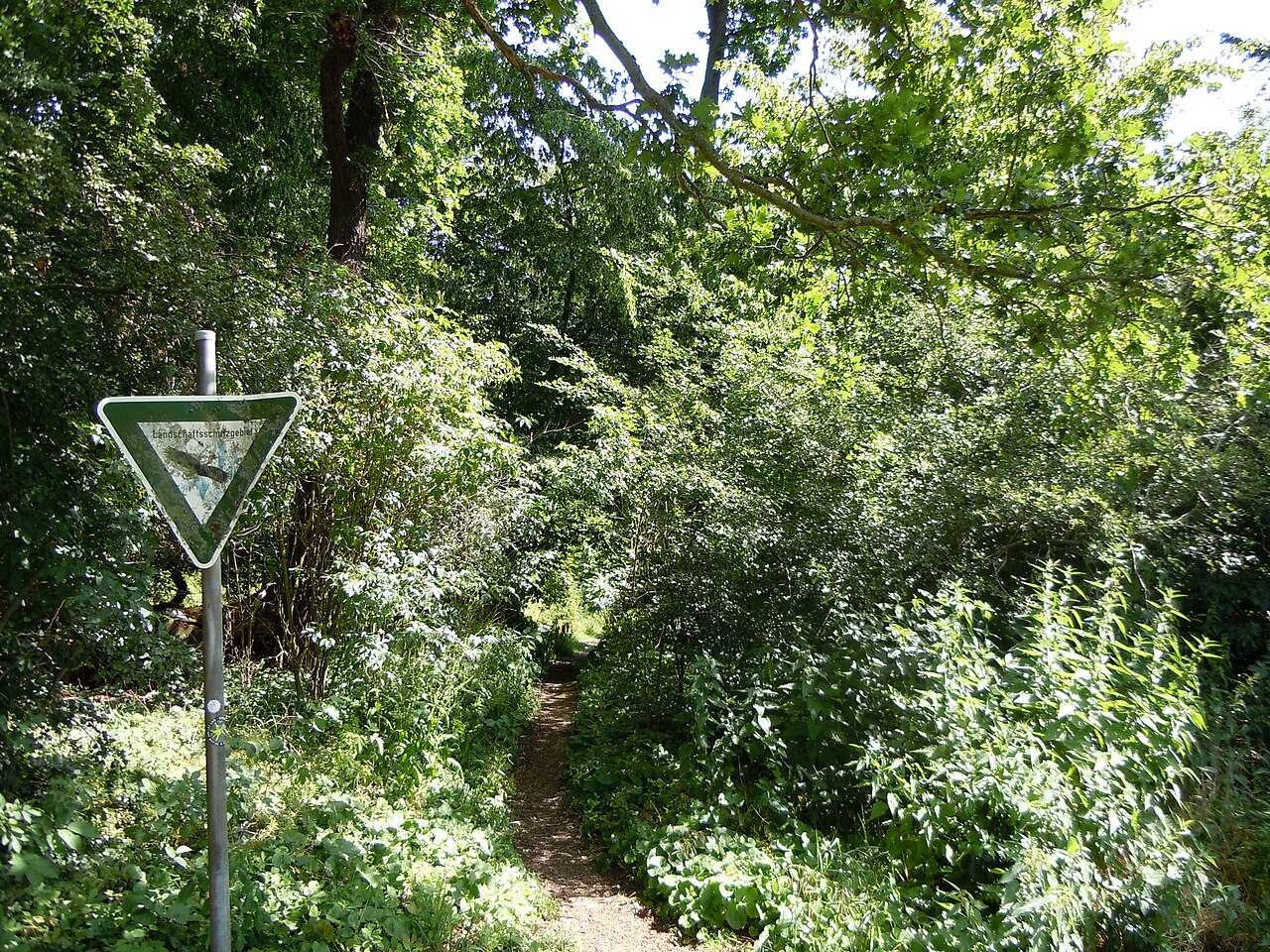 Das Naturschutzgebiet „Mascheroder- und Rautheimer Holz“ (NSG BR 153, Verordnung 29