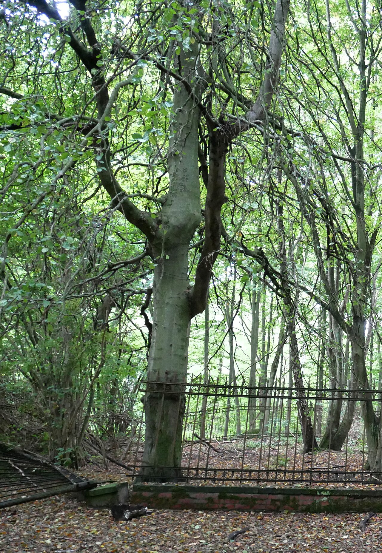Dortmund Naturdenkmal 33