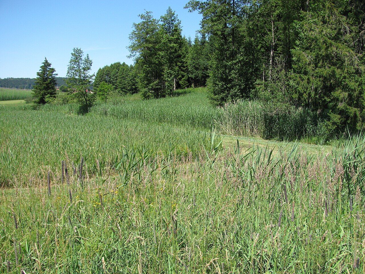 Germany - Baden-Württemberg - Bodenseekreis - Tettnang: protected area "Matzenhauser Mahlweiher"