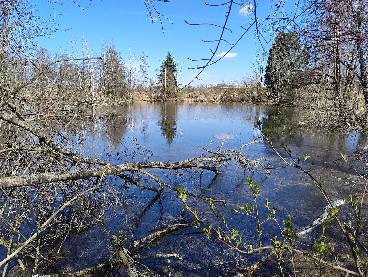NSG Mauchenmühle, der große See im Gebiet von Mühlhausen (Gemeinde Eberhardzell, Landkreis Biberach)