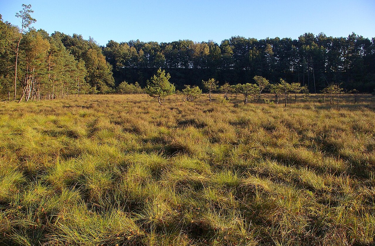 The bog "Maujahn" in Germany