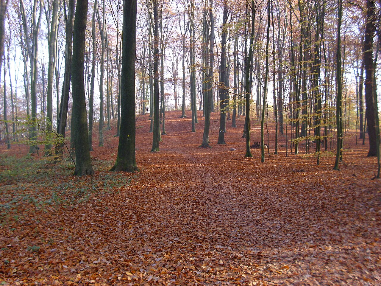 Der Mellenberg im Volksdorfer Wald (Höhe 63,3m)