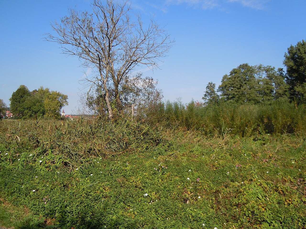 Naturschutzgebiet "Merklinger Ried" (Schutzgebiets-Nr