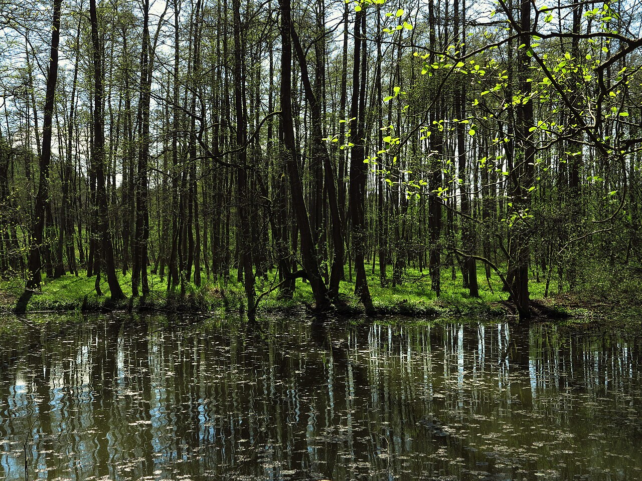 Teich und Erlenbruchwald im Naturschutzgebiet "Merzhäuser Teiche" südöstlich von Rosenthal