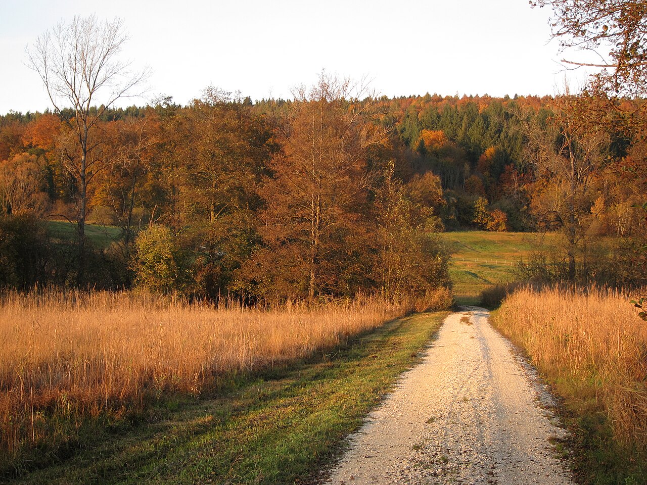 "Mindelsee" nature reserve, eastside reed area trail