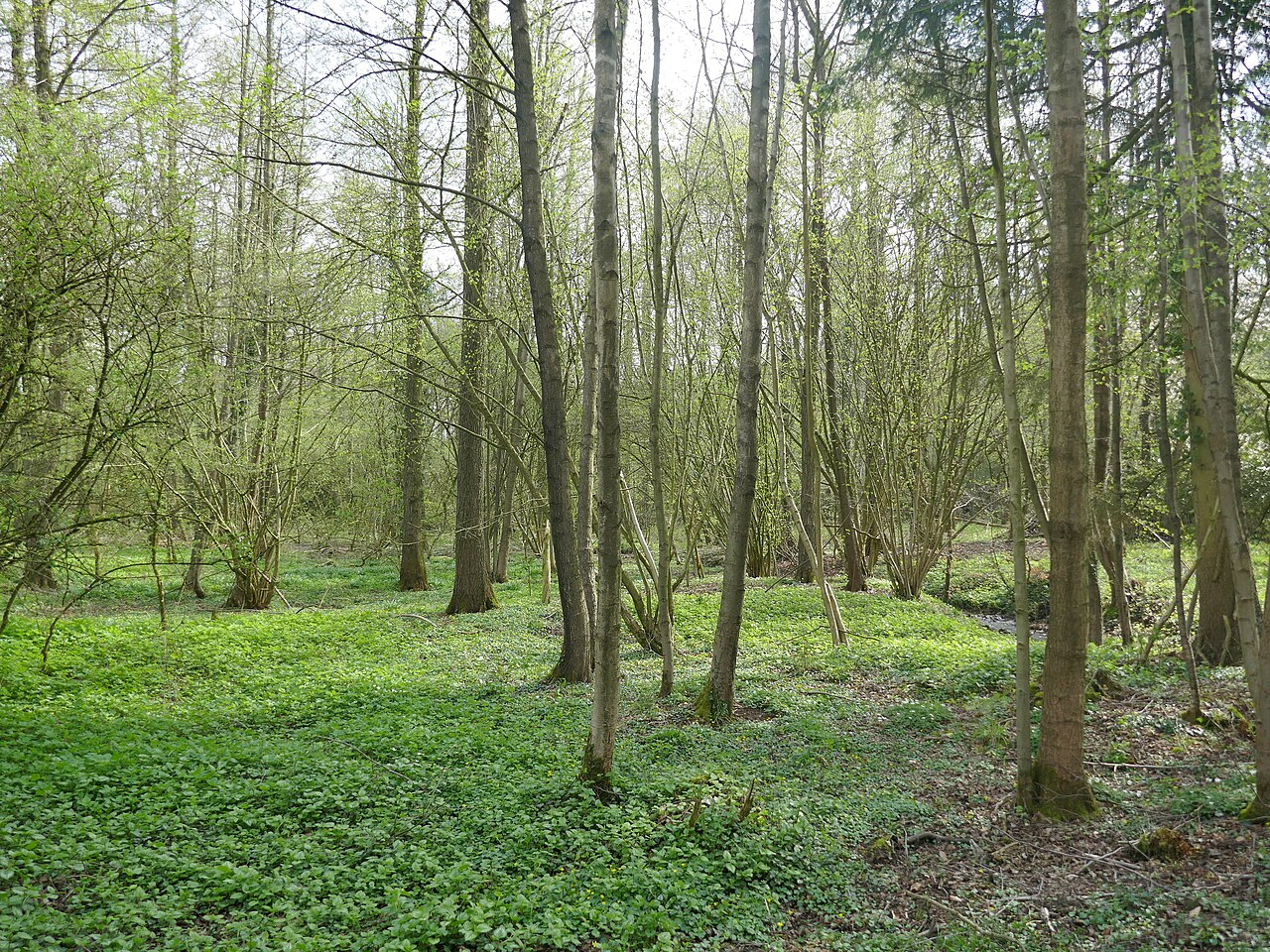Naturschutzgebiet Mittelbachtal in Exter