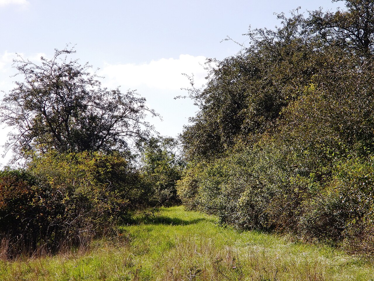 Naturschutzgebiet Mittelberg bei Weil der Stadt