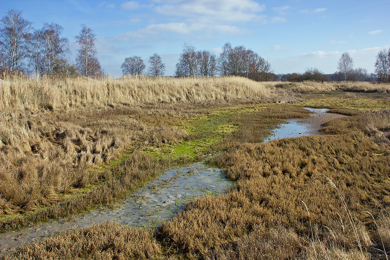 Salty habitat near Schreyahn (district Lüchow-Dannenberg, northern Germany)