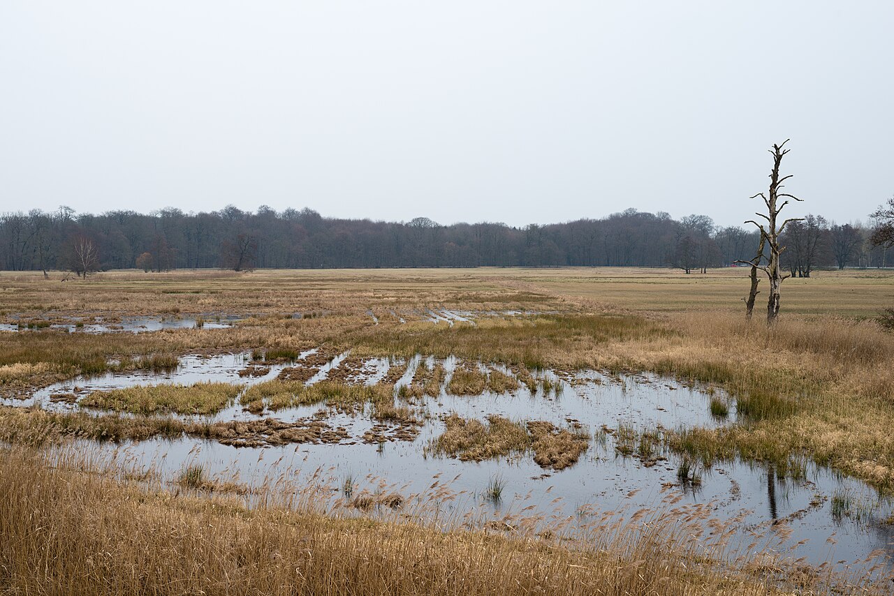 Nature reserve Moenchbruch, Hesse, Germany