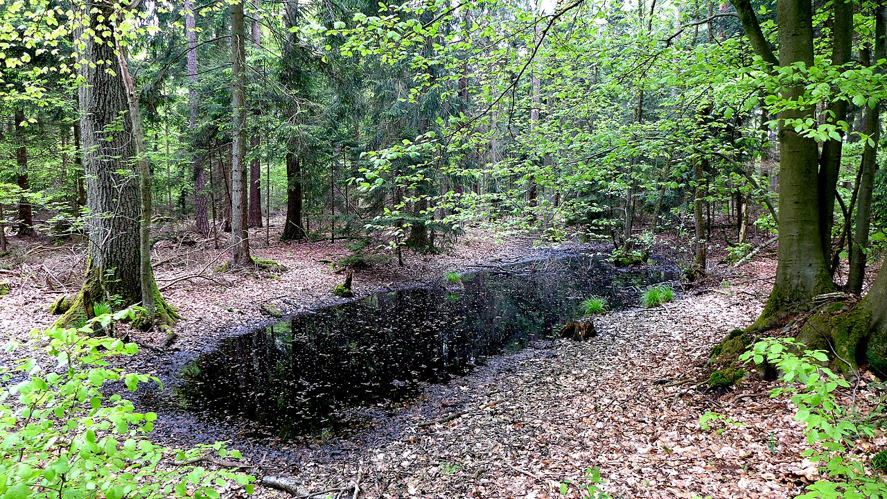 Ein Kolk im Landschaftsschutzgebiet Mönchsbruch, Landkreis Uelzen, Niedersachsen