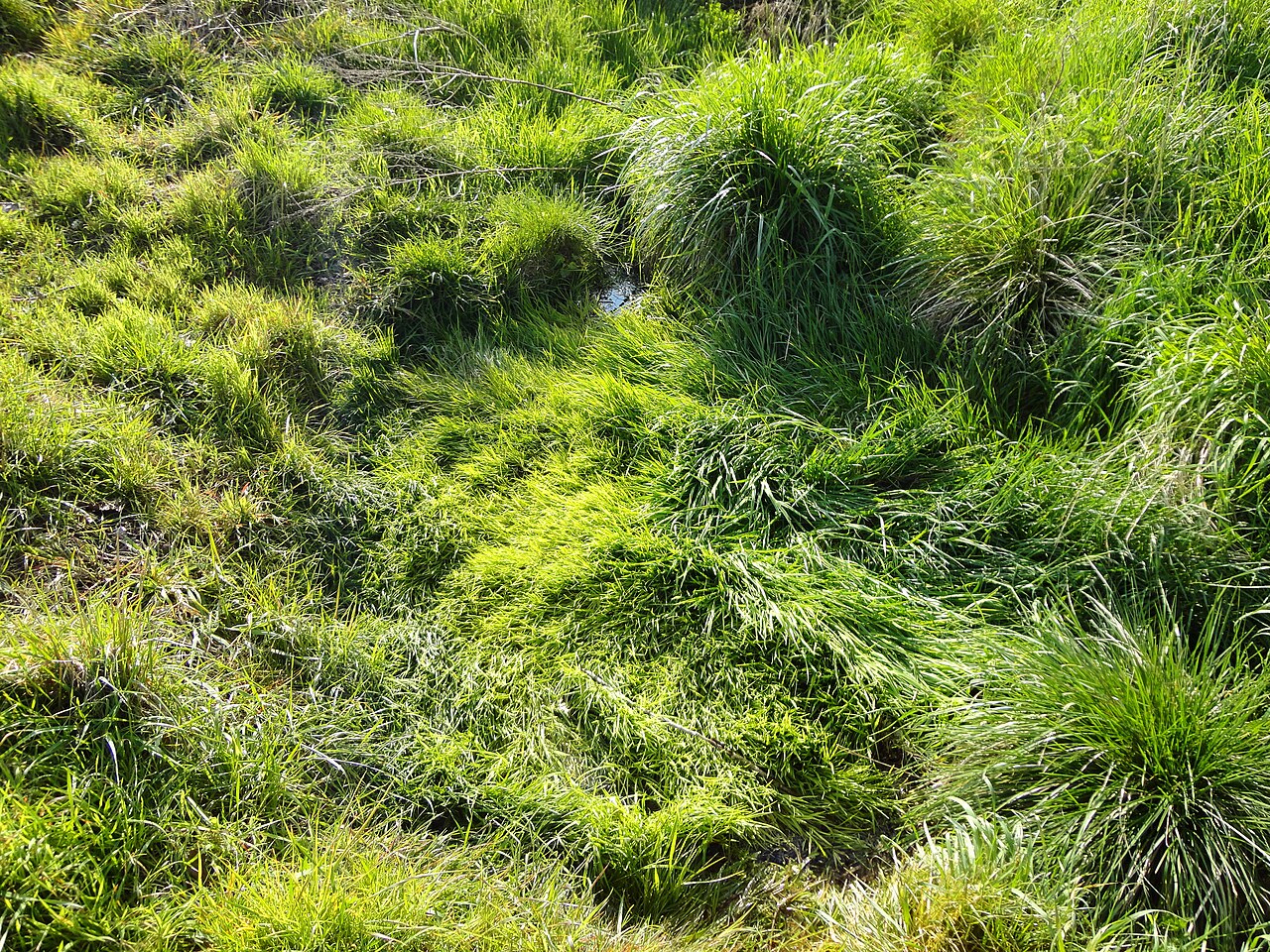 Die Mönchsquelle bei Großwechsungen, stärkste Quelle des Röstegrabens