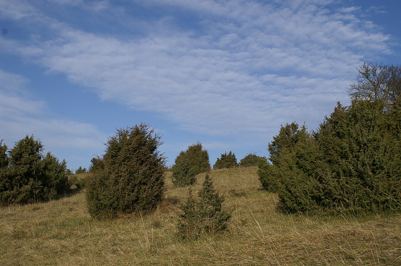 Das Gebiet Mönchsteig mit den Wacholderheiden bei Aichen steht seit 1991 unter Naturschutz
