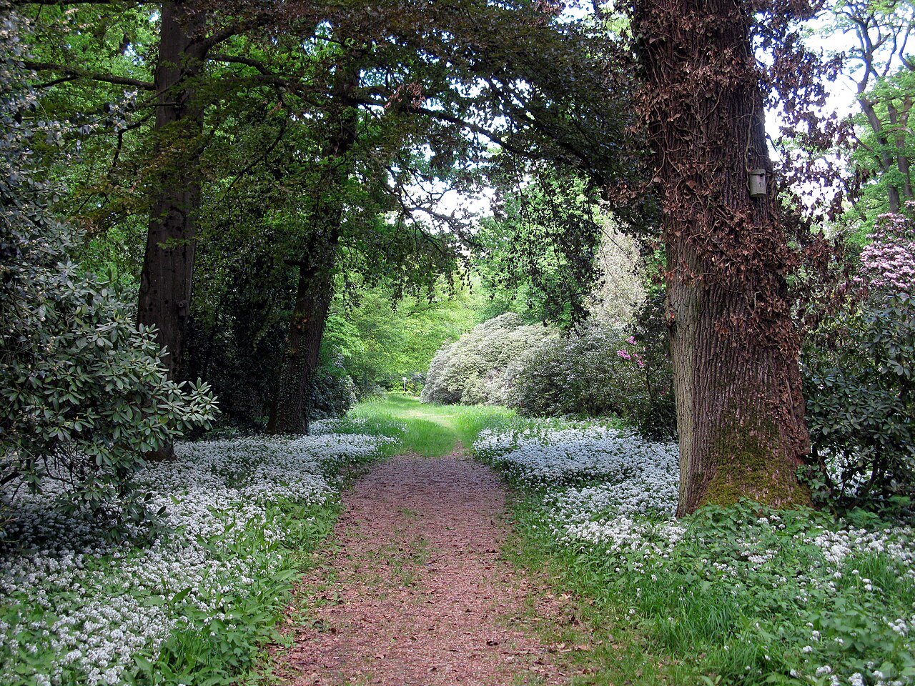 Bärlauchblüte und Rhododendron im Möslepark in Freiburg