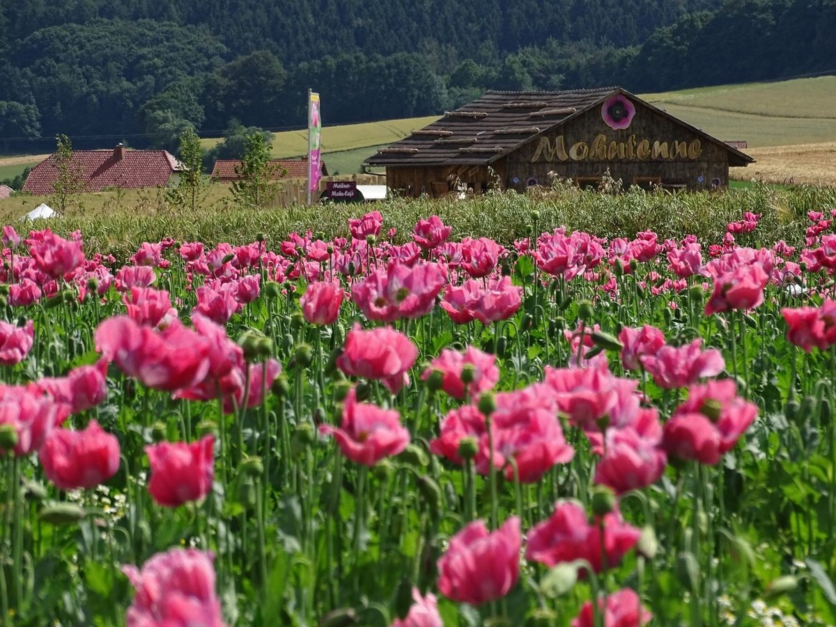 Die Mohntenne zwischen den Mohnfeldern in Germerode