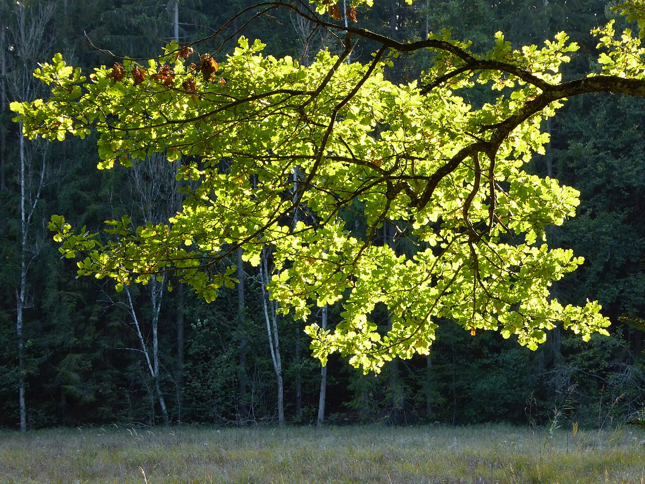 Eichenlaub im abendlichen Gegenlicht