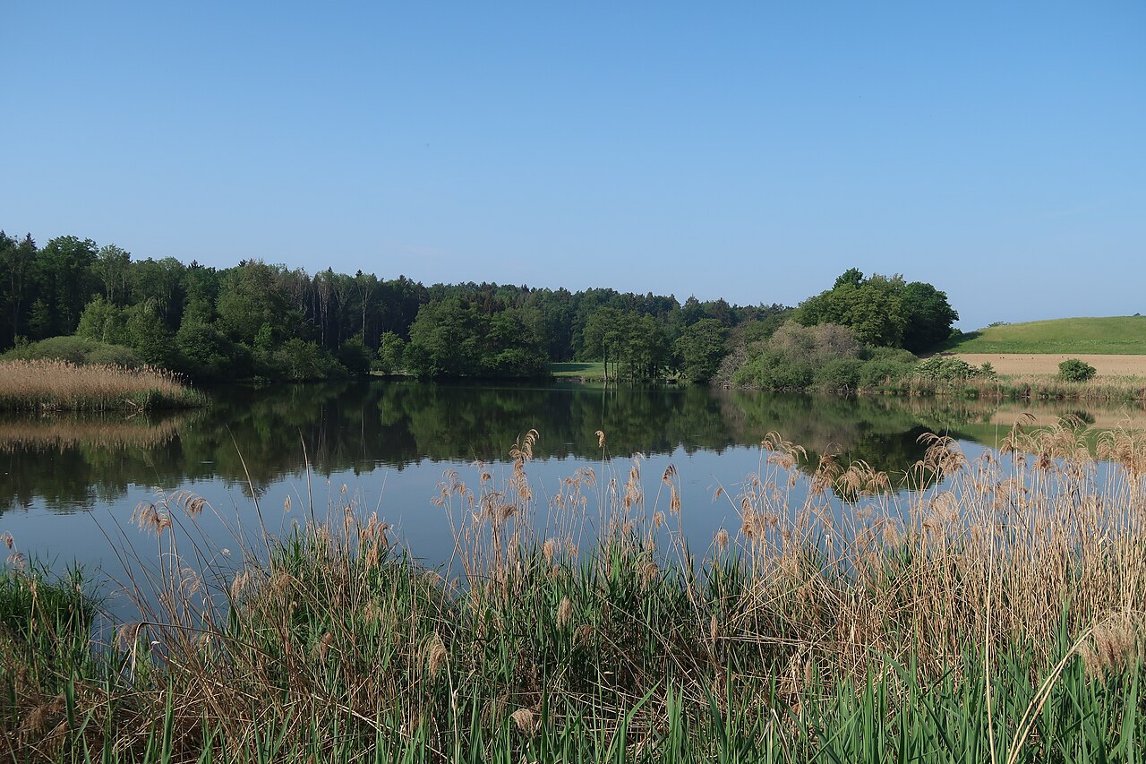 Foto von Mühlhaldenweiher