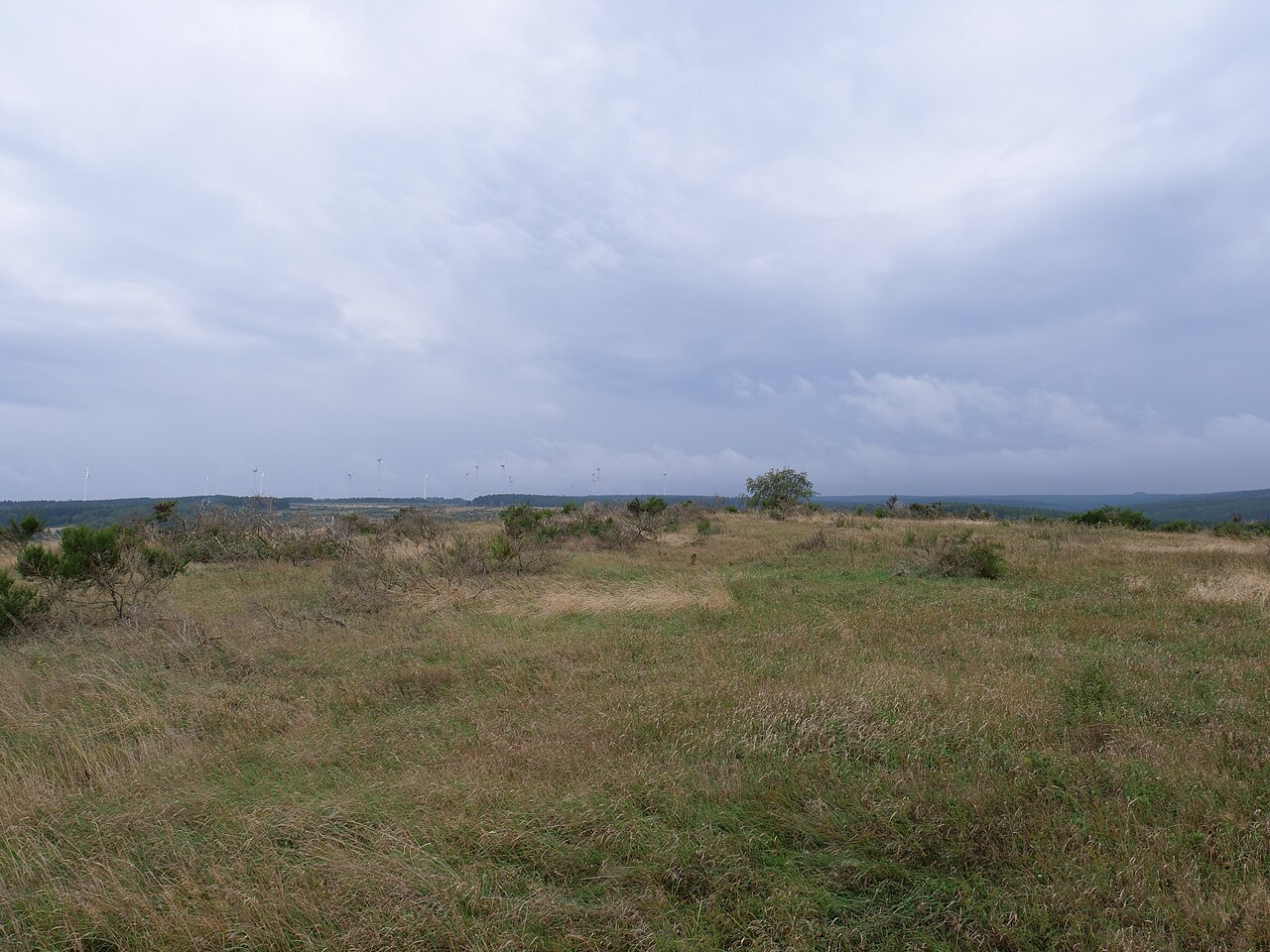 Blick vom Weg vom Gierberg zum Müsauelsberg auf der Dreiborner Hochfläche im September 2019
