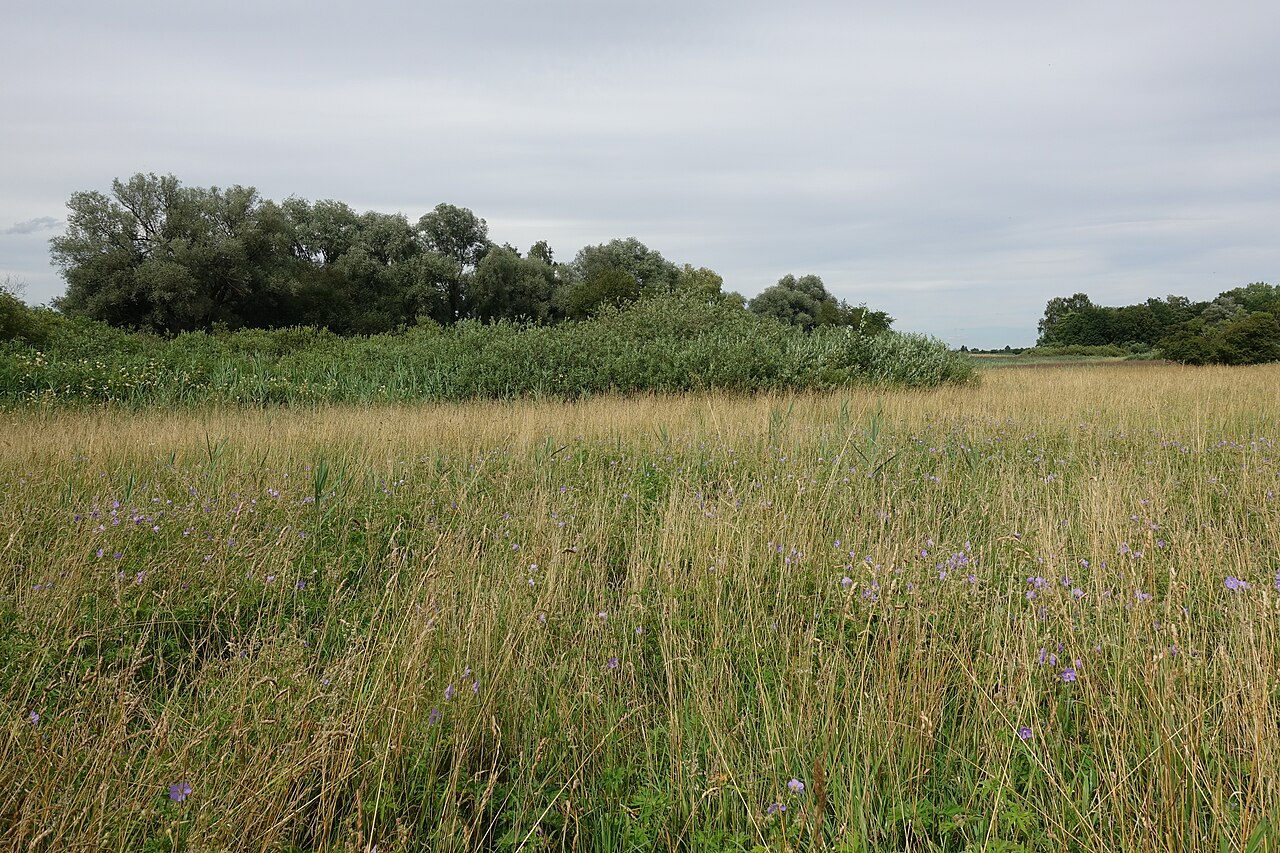 nature reserve Müsse near Laupheim, seen from the south