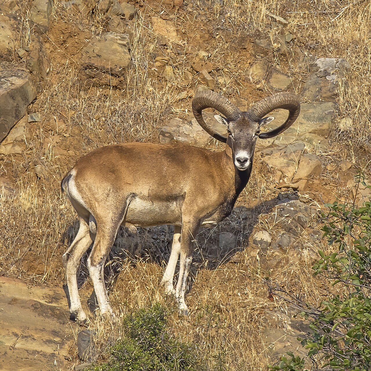 Cyprus mouflon ( Ovis gmelini ophion ), male near Agios Epiphanios, Cyprus