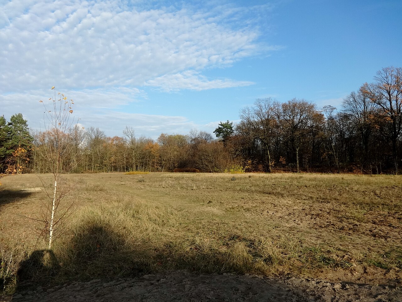 NSG „Murellenschlucht und Schanzenwald“ in Berlin-Westend, ehemaliger Schießplatz, Blick nach Norden
