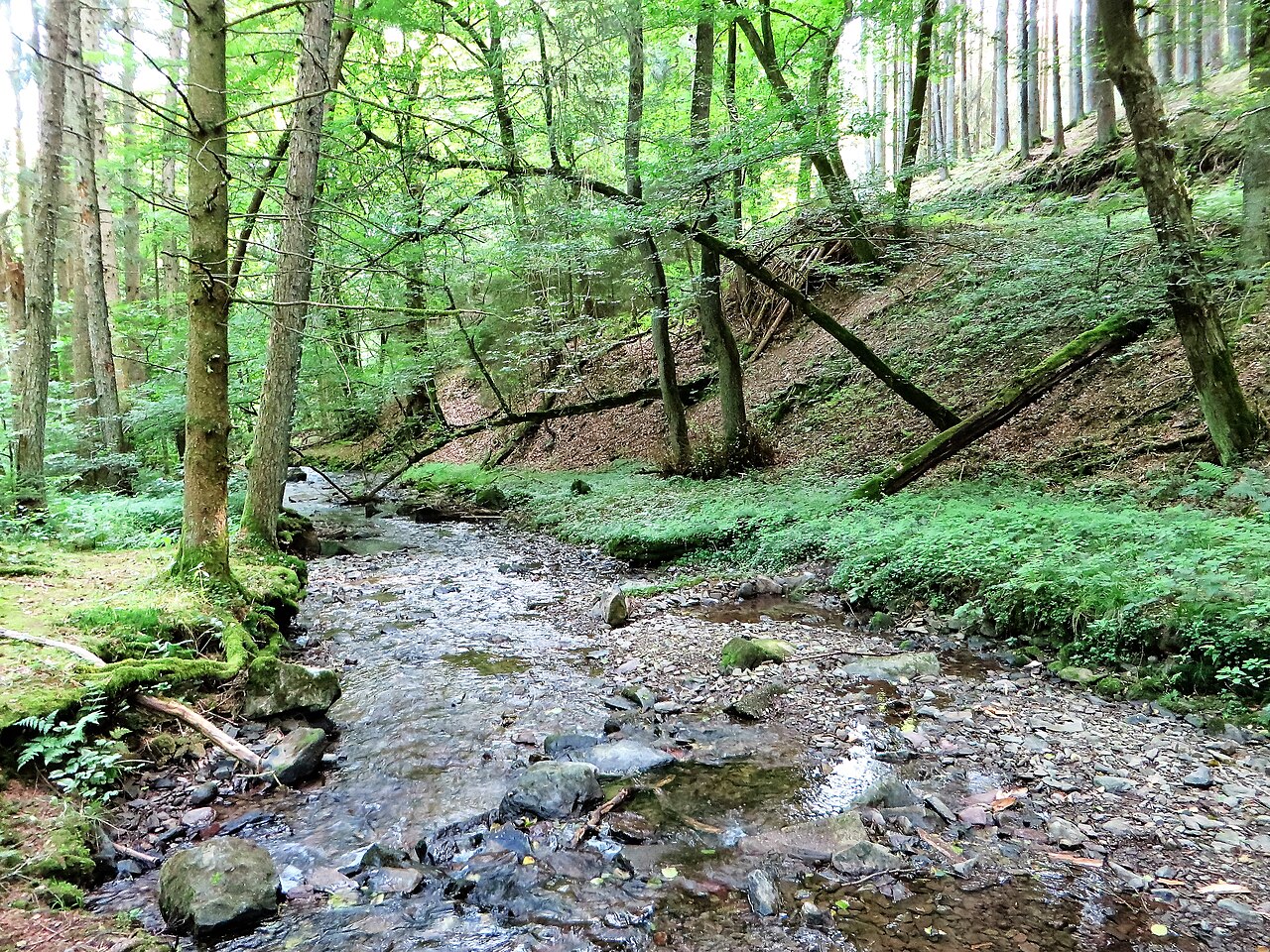 Naturschutzgebiet HA-022 „Bachtal Saure Epscheid“ in Hagen -Priorei, Osemundstraße Richtung Breckerfeld